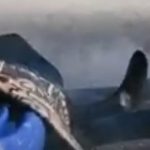 Permalink to Video: Idaho Power Steps Up Boat Cleaning to Thwart Invasive Mussels Pressurized hot water can be used to decontaminate items that have been in the water.