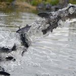 Permalink to Spring Fever? Fishing Trip Might be the Cure Trout being stocked at CJ Strike.