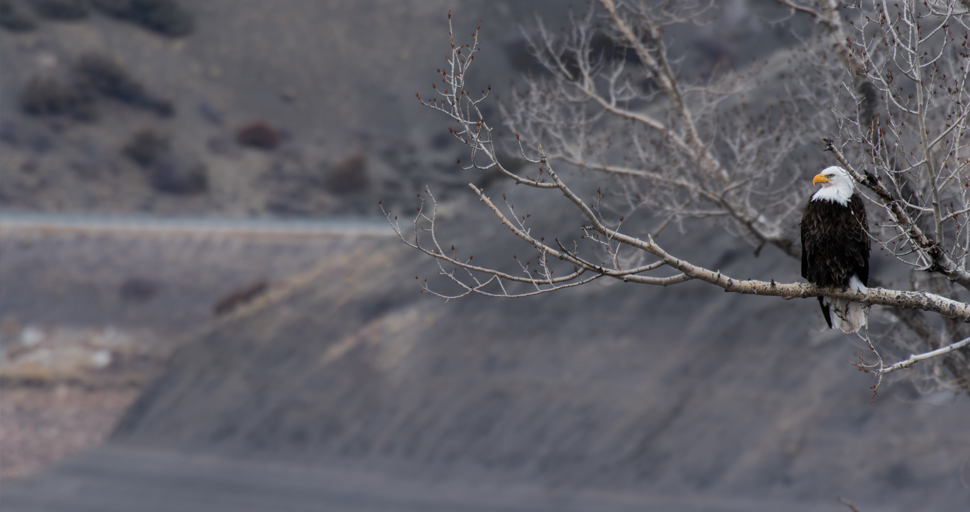Image of a bald eagle.