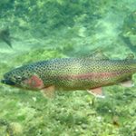 Rainbow trout in water