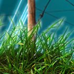 Grass with power pole and lines in the background