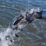 Permalink to Spring into Fishing! Idaho Power Stocks C.J. Strike Reservoir with Rainbow Trout trout release at Twin Falls